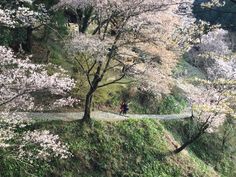 a person walking down a path in the woods with cherry blossom trees on both sides