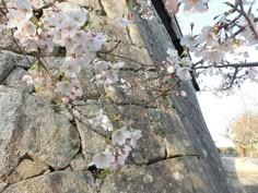 some white flowers are growing on a stone wall and tree branches in the foreground