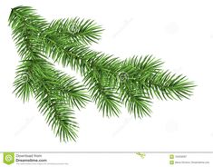 the branch of a pine tree on a white background stock photo - image 34987