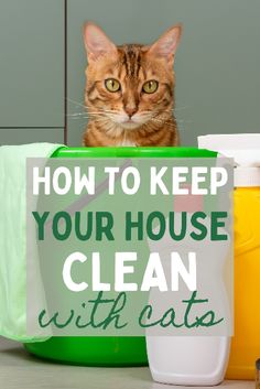 a cat sitting on top of a table next to bottles and containers with the words how to keep your house clean with cats