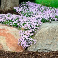 purple flowers growing out of the rocks in front of a tree