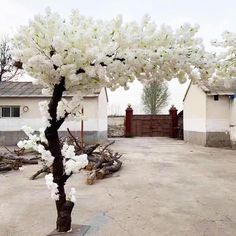 a tree with white flowers is in the middle of an empty lot next to a house