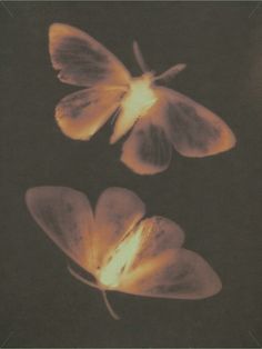 two butterflies are glowing in the dark