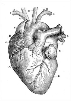 the human heart is shown in black and white