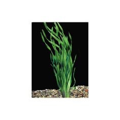 an aquarium plant with green algae growing out of it's bottom and rocks below