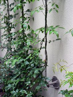 an outdoor shower with plants growing on the side of it and water coming out of the faucet