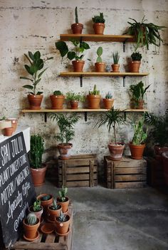 many potted plants on shelves in a room