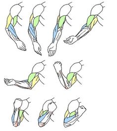 the muscles are shown in different positions, including one arm and two hands with both arms extended