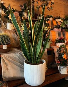 a large potted plant sitting on top of a wooden table next to other plants