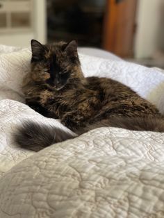 Long-haired Tortoiseshell Cat, Maine Coone mix Long Haired Calico Cat, Tortoishell Cat Aesthetic, Tortoiseshell Cat Aesthetic, Tortishell Cat Aesthetic, Fursona Aesthetic, Cat Tortoiseshell, Guy Upstairs, Tortoiseshell Cats, Tortie Cats