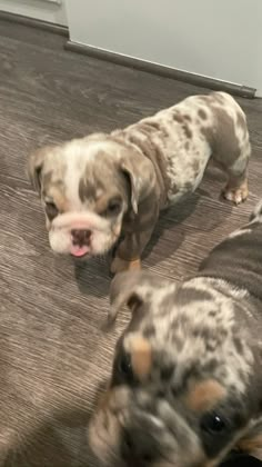 two puppies are standing on the floor and looking at something in front of them