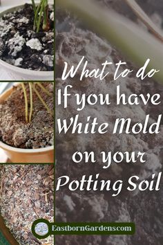 Four photos of various kinds of white mold on potting soil. Image Text: "What to do if you have white mold on your potting soil." - EastbornGardens.com How To Get Rid Of Mold In Plant Dirt, Moldy Soil House Plants, White Mold In Plant Soil, Plant Mold Remedy, How To Get Rid Of Mold On Plant Soil, How To Get Rid Of White Mold On Plants, Moisture Absorbing Plants, Best Soil For Indoor Plants, Insecticide For Plants