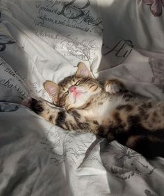 a kitten sleeping on top of a bed covered in white sheets