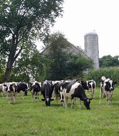 a herd of black and white cows standing on top of a lush green field