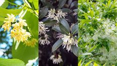 three different types of flowers and leaves in various stages of blooming, from green to white