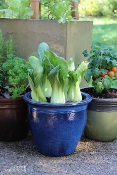 there are many different types of vegetables in the potted planters on the ground