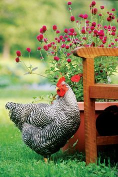 a chicken standing next to a wooden chair in the grass with flowers growing out of it