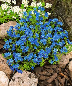 blue and white flowers growing out of rocks