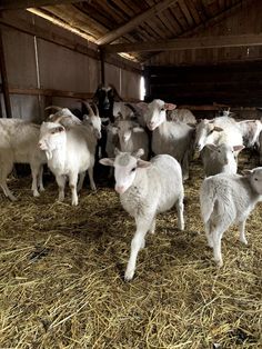 a herd of sheep standing on top of a pile of dry grass in a barn