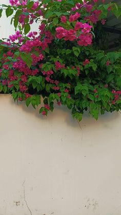 pink flowers growing on the side of a white wall with green leaves and purple flowers