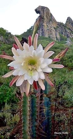 a large white flower sitting on top of a green plant next to a tall cactus