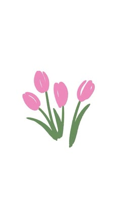 three pink tulips on a white background