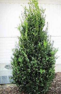 a small green bush in front of a white building with an air conditioner behind it