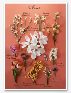 flowers are arranged on a pink background with the names of each flower and their meanings