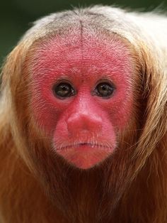 a close up of a red faced monkey