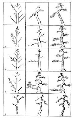 several different types of trees and their branches are shown in the diagram, which shows how they