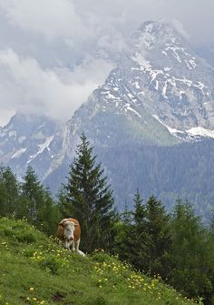 a cow is standing on the side of a grassy hill with mountains in the background