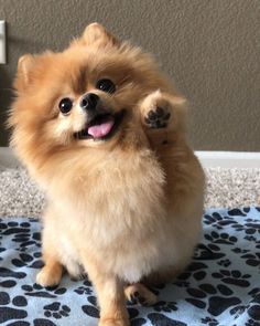 a small brown dog standing on its hind legs