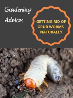 a close up of a caterpillar on the ground with text overlay reading gardening advice getting rid of grub worms naturally