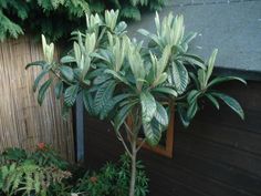 there is a small tree in the corner of this backyard area with other plants and trees around it