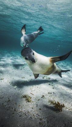 two sea lions are swimming in the ocean water, one is looking at the camera