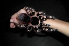 a person's hand holding up a large black and white spider with claws on it