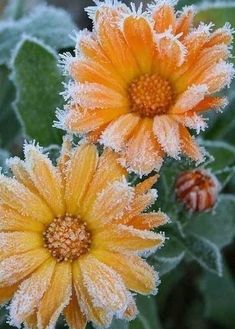 two yellow flowers with frost on them