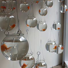 goldfish in fish bowls hanging from hooks