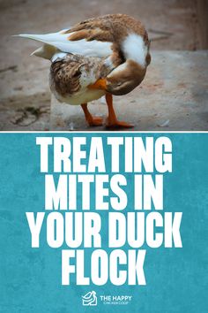 Duck Mites: Identification and Treatment | The Happy Chicken Coop Egg Production, The Happy, Ducks, Feathers