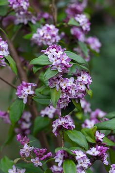 purple and white flowers blooming on a tree