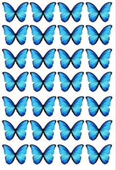 blue butterflies are arranged in rows on a white background, with one large and two small ones