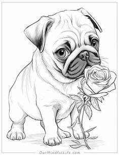 a drawing of a pug holding a rose