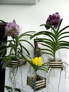 some plants are hanging from the side of a building with purple and yellow flowers in them