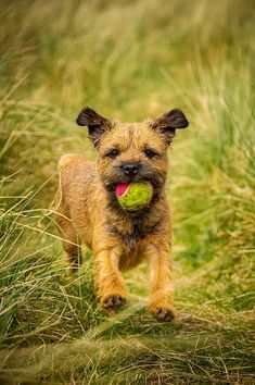 a small brown dog carrying a tennis ball in its mouth while walking through tall grass