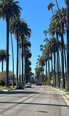 palm trees line the street in front of a blue sky