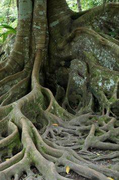 an elephant standing in the middle of a tree with its roots spread out and it's trunk exposed