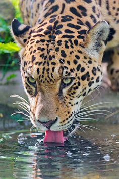 a leopard drinking water from a pond with its tongue sticking out to it's side