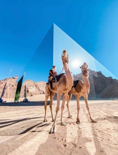 two camels are standing in front of a pyramid