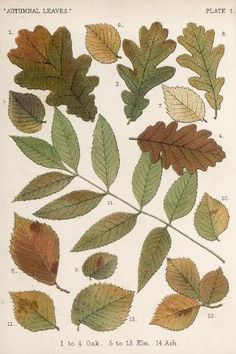 an image of different types of leaves on a white background, including brown and green