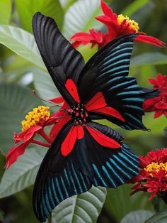 a black and red butterfly sitting on top of a flower